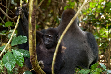 Canvas Print - Western Lowland Gorilla male and Cub