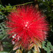 red Powder Puff, also known as Calliandra haematocephala