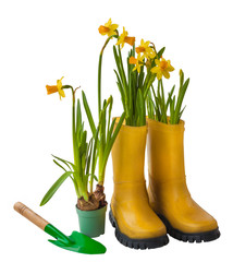 Yellow daffodils and rubber boots isolated