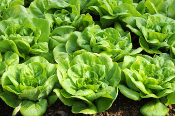 Butterhead lettuce