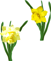 Sticker - two narcissus flowers isolated on white