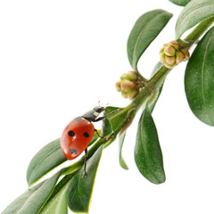 ladybird on green leaf isolated on white background