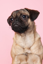 Puppy Pug On Pink Background