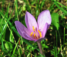 Sticker - alpine flowers