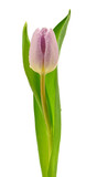 Fototapeta Tulipany - Fioletowy tulipan na białym tle