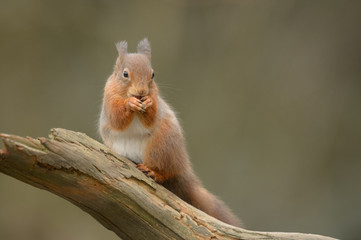 Wall Mural - red squirrel