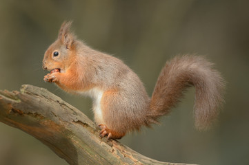 Wall Mural - red squirrel