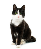 Fototapeta Koty - Black & white cat