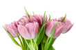 bouquet of pink tulips isolated on white background