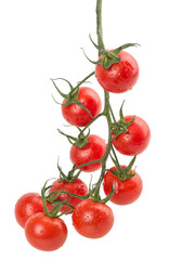 hanging tomatoes