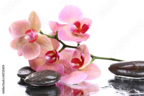 Obraz w ramie Composition with beautiful blooming orchid with water drops and