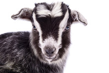 Farm Animal Goat Isolated
