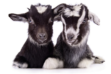 farm animal goat isolated