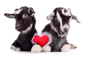 Wall Mural - goats with heart