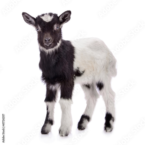 Fotografia  farm animal goat isolated