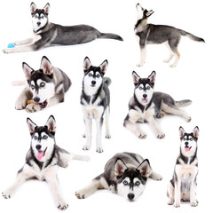 Collage of cute husky puppy isolated on white