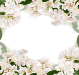 Wall Mural - frame from pure jasmin flowers isolated on white