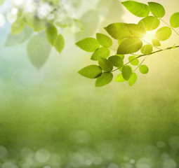 Poster - natural green background