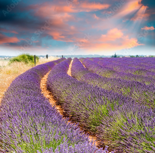 Naklejka na drzwi Wonderful sunset over lavender fields