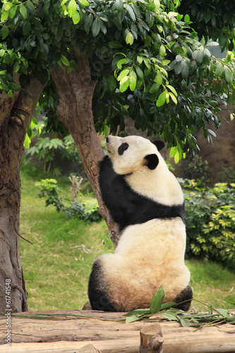 Board z aluminiowym obramowaniem Wielka panda