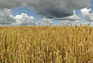 Gold field.