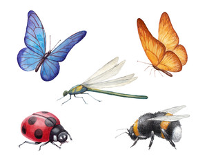 Watercolor insects illustrations