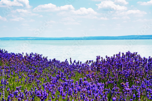 Plakat na papierze fotorealistycznym Lawenda na jeziorze Balaton, Węgry