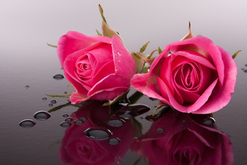 rose flower with reflection on dark surface still life