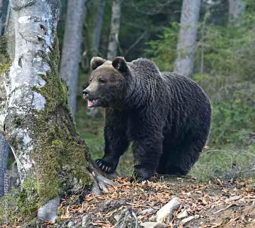 Plakat na papierze fotorealistycznym Brązowy niedźwiedź