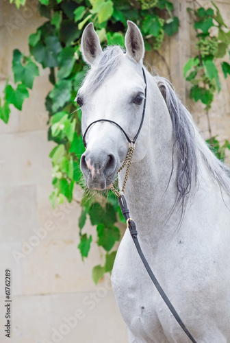 Obraz w ramie Portrait of gray purebred arabian stallion