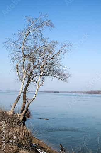 Fotoboard na płycie Krajobraz z brzozami na wielkim brzegu rzeki