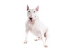 Bull terrier dog on a white background
