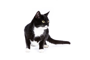 Cat on a white background