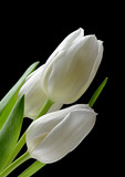 Fototapeta Tulipany - Białe tulipany na czarnym tle