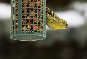 Male Greenfinch Eating Nuts