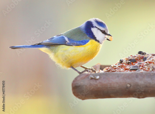 Tapeta ścienna Modraszka (cyanistes caeruleus) na stole ptaka.