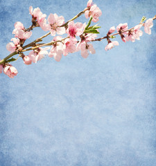 Wall Mural - Old paper with peach blossom