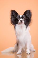 Beautiful papillon dog sitting on pink background