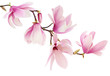 Leinwandbild Motiv Pink spring magnolia flowers branch