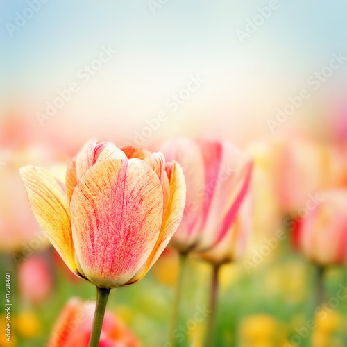 Spring tulip flowers
