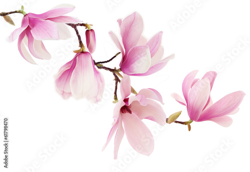 Obraz w ramie Pink spring magnolia flowers branch