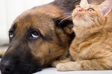 German Shepherd Dog and cat together cat and dog together lying