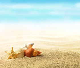 Canvas Print - Shells and starfish on sandy beach