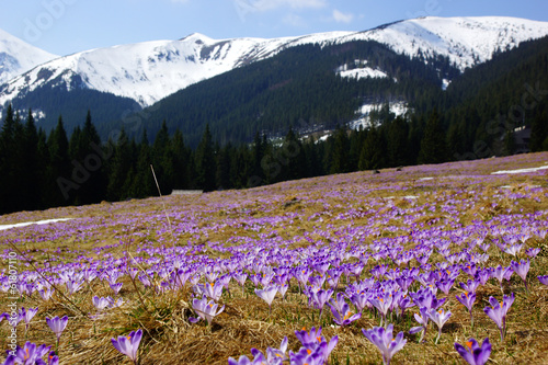 Board z aluminiowym obramowaniem Krokusy w dolinie chochołowskiej, tatry, polska