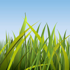 Wall Mural - Grass_Green