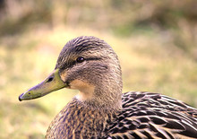 Female Duck Very Detailed