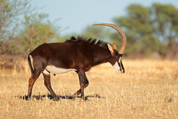 Canvas Print - Sable antelope bull