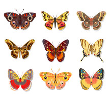 Set Beautiful Butterfly On White Background