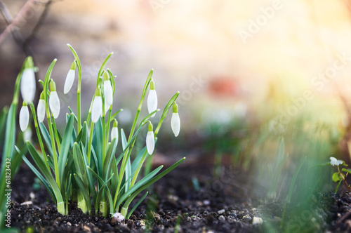 Zdjęcie XXL pierwsze wiosenne kwiaty, przebiśniegi w ogrodzie, światło słoneczne