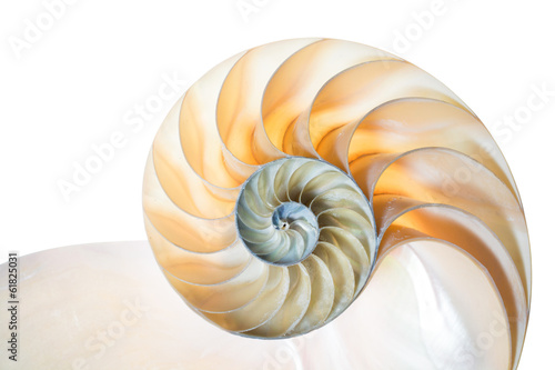 Fotografie, Obraz Nautilus Pompilius vor weißem Hintergrund